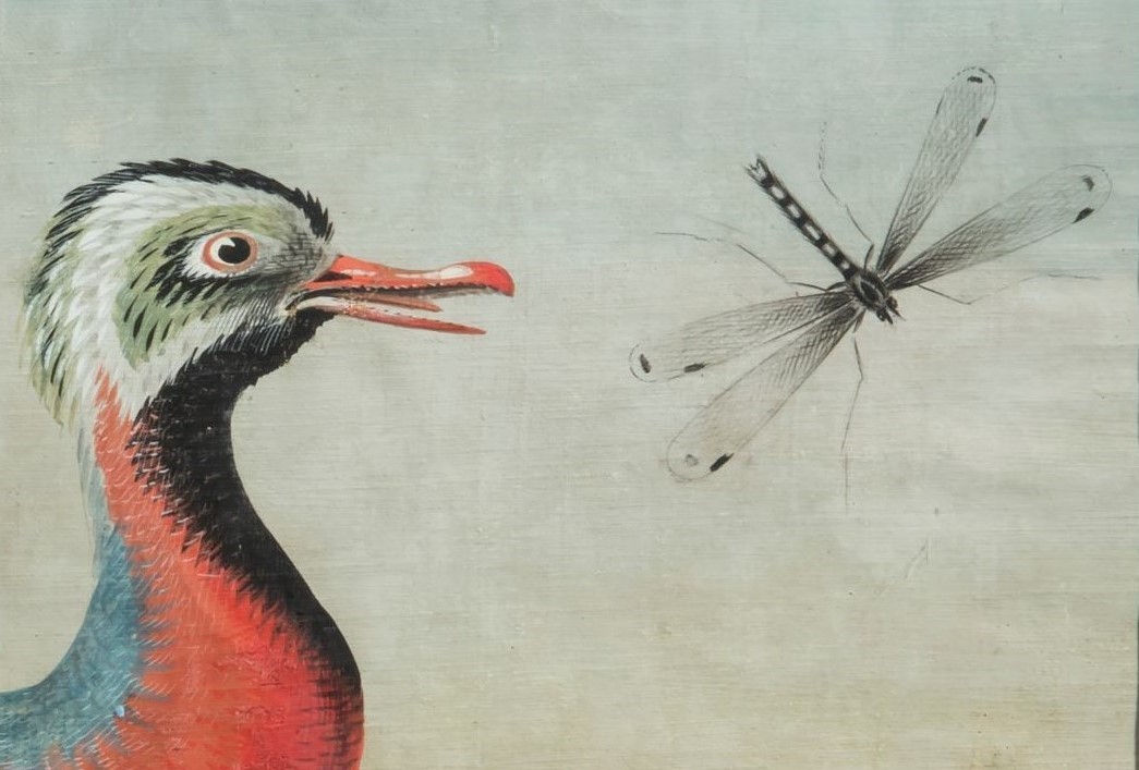 Fregata con libellula, (maniera dei Raineri)