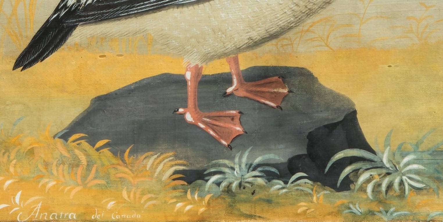Fregata con libellula, (maniera dei Raineri)