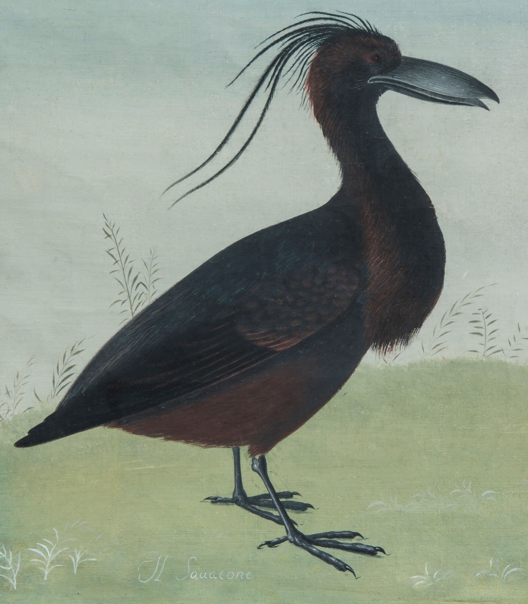 Savacone, (maniera dei Raineri)