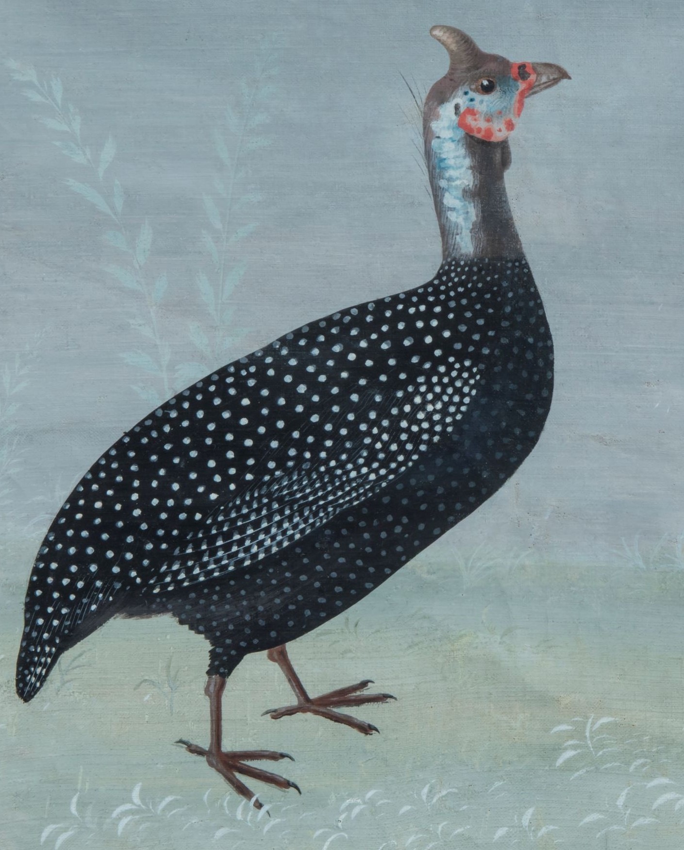 Gallina di Faraone ossia d'Egitto, (maniera dei Raineri)