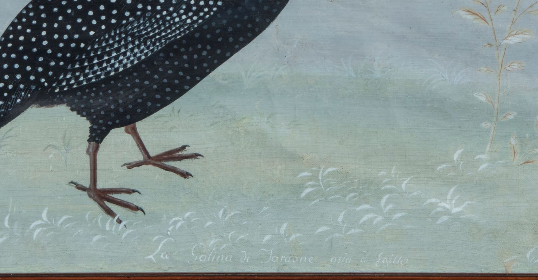Gallina di Faraone ossia d'Egitto, (maniera dei Raineri)